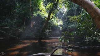 Tropical Nature Sounds - Asia Deep Rainforest, Pure Jungle Ambience