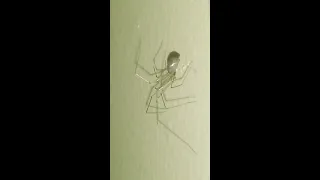 Small cellar spider Arachnida