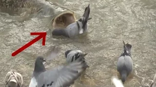Monster Catfish Hunt Pigeon in slow motion - HD by Catfish World
