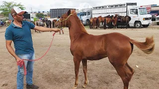 FEIRA DE CAVALOS EM CACHOEIRINHA-PE   14-03-2024  #nordeste