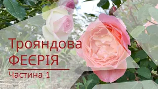 Трояндова феєрія у червні. Квітує Україна ч.1