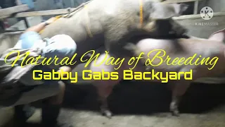 Natural Way of Breeding Pigs