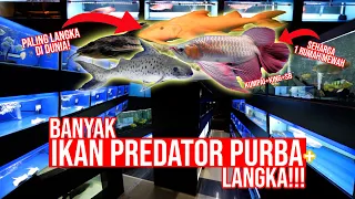 GREBEK!!! PENIMBUN IKAN PREDATOR PURBA ALBINO SUPER RARE!!!