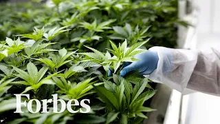 Can Cannabis Combat Covid? That Viral Study May Be Promising But Offers No Proof | Forbes