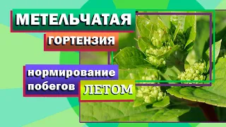 Гортензия метельчатая. Нормирование побегов летом.