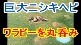 巨大ニシキヘビがワラビーのみ込む、豪のゴルフコースで