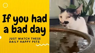 If you had a bad day, just watch these daily happy pets | Day 37