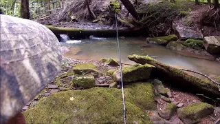 Beautiful Allegany Trout Fishing! ft. Steve from SCB