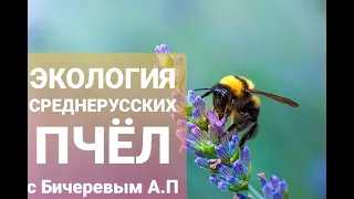 ЭКОЛОГИЯ СРЕДНЕРУССКОЙ ПЧЕЛЫ