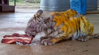 No One Cares About This Sick Dying Tiger Cub, Then What Happened Will Make You Cry!