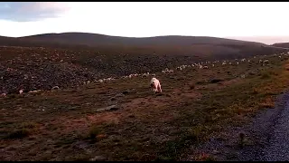 Kurtçul çoban köpekleri kurt kokusunu alınca