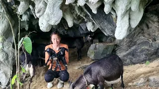 Glad the mother Goat in the farm gave birth - My daily life | Ban Thi Diet
