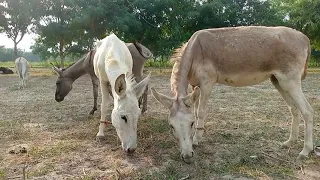 New HD Top donkey Eating Grass Videos || Cute Animals 1M