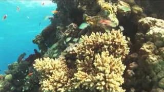 EPSON RED SEA 2010 WINNER AT THE VIDEO CATEGORY - OCEAN DREAM BY EYTAN NADEL