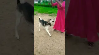 Lakdi ki kathi🐴🐴⚽⚽#cute#dog#shortvideo