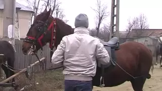 Botezul cailor de Boboteaza in Baraganul buzoian - obicei pastrat din stramosi