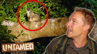 Searching for a Tree Kangaroo Only found In This One Place! 🦘 | The Wild Life Of Tim Faulkner S2 Ep7