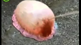 Wierd Exploding Sea Creature   trimmed