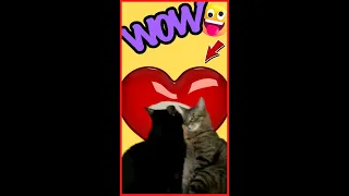 Funniest Cats and Dogs videos🐈🐕Don't Try To Hold Back Your Laughter🐾Funny Pets Channel #shorts