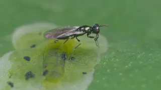 Biobest® Diglyphus-System parasitizing leaf miner larva