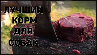 ЛУЧШИЙ корм для собак! Кормление гончих собак сырым мясом. Щенки русской пегой гончей.