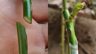 Grafting Plants | Rose grafting - Whip Grafting | How to graft rose plant