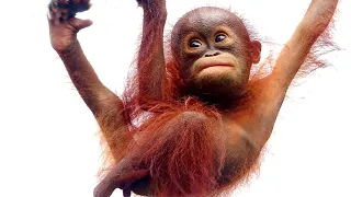 Orangutans baby 4K