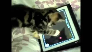 Нереально смешные коты  FUNNY CAT VIDEOS PART 2)