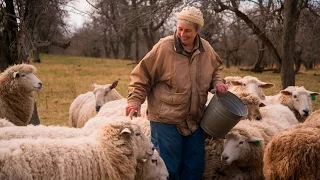 Sheep to Skein: West Michigan shepherd Mary Glass