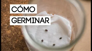 Cómo germinar semillas | Germinación de semillas de cannabis