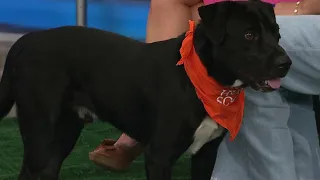 KPRC 2 Pet Project: Meet Smiley, the pup who will bring a smile to your face