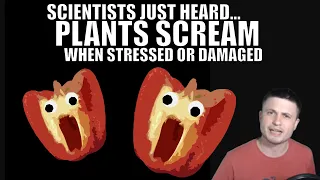 Scientists Heard Plants Produce Loud Screams When Damaged! #teamtrees