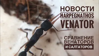 Новости Harpegnathos venator и сравнение Венаторов и Салтаторов