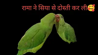 रामा और सिया की दोस्ती हो गई #annukirasoivlog #parrotlover #myfirstvlog #babyparrotvideo #parrot