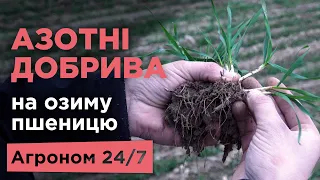 Азотні добрива на озиму пшеницю | Аміачна селітра | Сульфат амонію | Озимина | Агроном 24/7