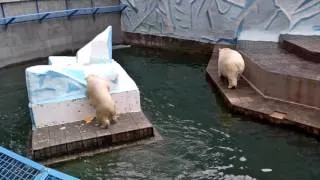 Мишка напугал маму)). Новосибирск. Зоопарк. Белые медведи.