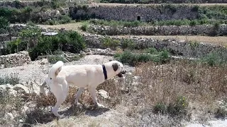 Kangals do not react to barking dogs.