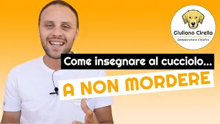 🐶 Come Insegnare al Cucciolo a Non Mordere – 5 Facili Consigli | Giuliano Addestratore