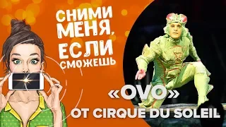 «OVO» от Cirque du Soleil: что скрывает закулисье шоу