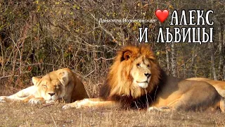 Лев АЛЕКС чувствует себя султаном!  Тайган. Life of lions.Taigan.