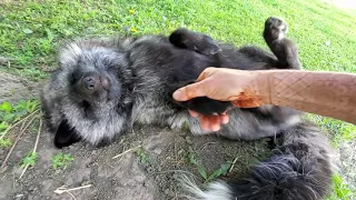 Finnegan's girlfriend Vixie gets bellyrubs