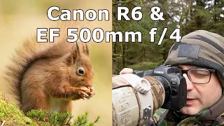 Wildlife Shoot with My First Mirrorless Camera -The Canon R6 (With Canon EF 500mm f/4 Lens)