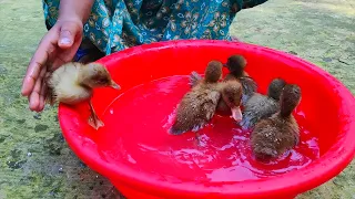 Baby ducks in Small pool! First day of life An amazing story