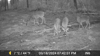Deer - Monday, March 18, 2024 at 7:42 PM