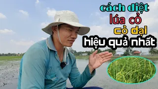 Cách diệt LÚA CỎ và CỎ DẠI đạt hiệu quả tốt thất vụ hè thu #48 l Thanhdotv