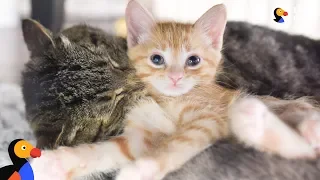 Grumpy Street Cat LOVES Being A Grandpa To Foster Kittens - GRANDPA MASON | The Dodo