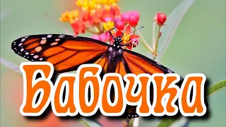 Бабочка - Butterfly