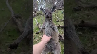 Slightly different version of the Joey Attacks video. #australia #kangaroo #animal #baby #cute  #roo