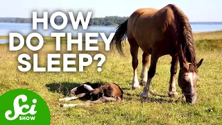 8 Strange Ways Animals Sleep