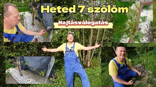 A Heted 7 szőlőm Hajtásválogatás és sikereim kudarcaim áprilisban